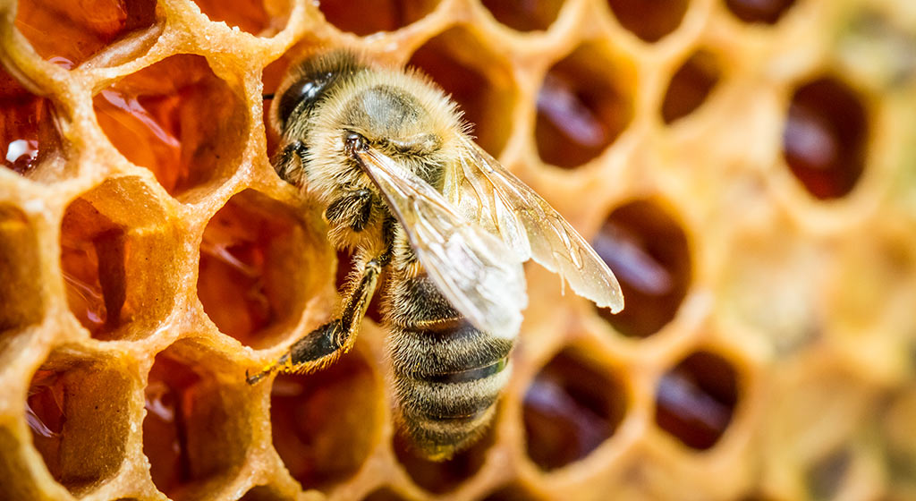 Confirmation de présence d’insectes ravageurs de colonies d’abeille : Délimitation d’une zone de protection et d’une zone surveillance