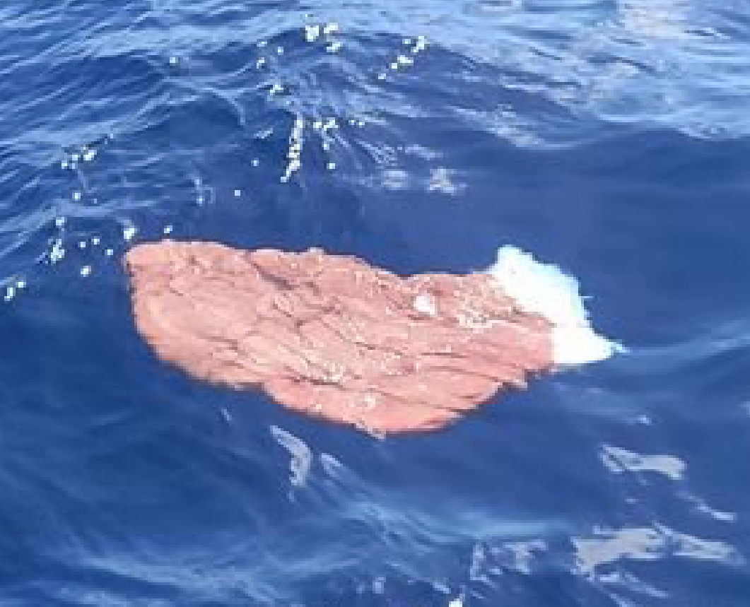 Saison des baleines : Un morceau de placenta repéré en mer