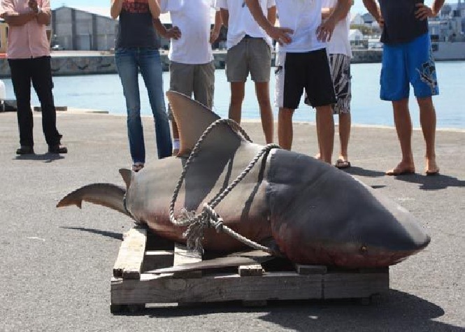 L’UICN condamne la destruction des requins à la Réunion