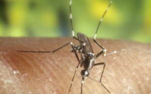 17 cas de dengue à la Réunion depuis le début de l'année