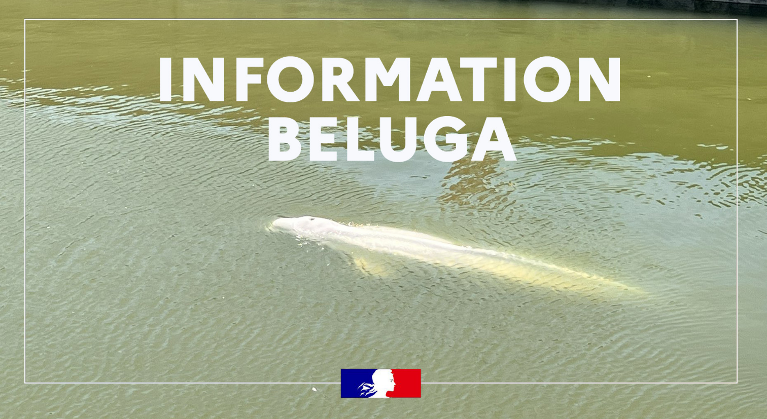La Seine en deuil : Euthanasie du béluga pendant son déplacement vers Ouistreham