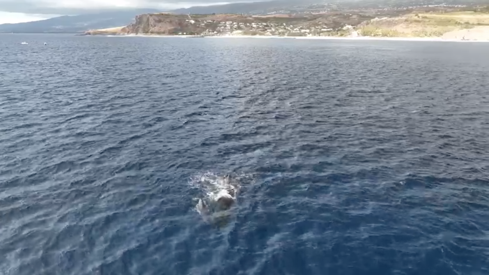 Vidéo - Survol et plongeon pour apprécier le déplacement des baleines autour...