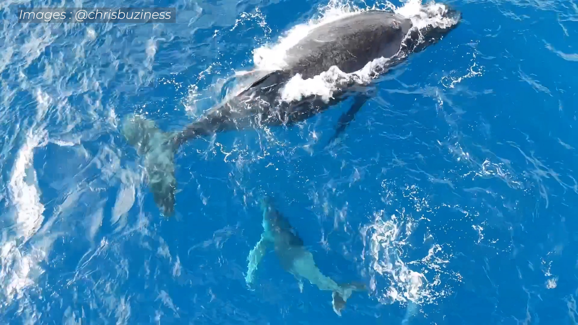 Vidéo - Au plus près d'une baleine et de son baleineau