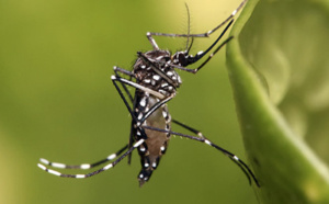 Faut-il craindre une hausse des cas importés de dengue à cause de la Coupe du monde?