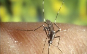 Dengue : Une nouvelle zone de transmission détectée à la Saline les Bains