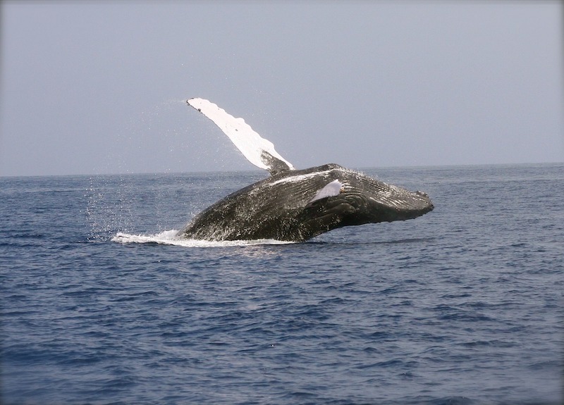Succès de la campagne de pose de balises Argos sur les baleines à bosse de La Réunion