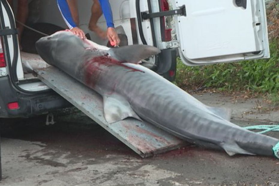 La destruction des grands requins aggrave le réchauffement climatique
