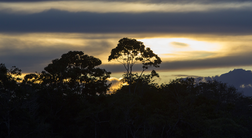 Amazonie : Près de 10.000 km2 de végétation rayés de la carte en 2022