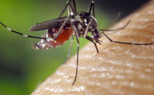Chikungunya : Résultat prometteur pour un nouveau vaccin testé sur les humains
