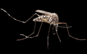 Chikungunya: Un vaccin testé sur l'homme