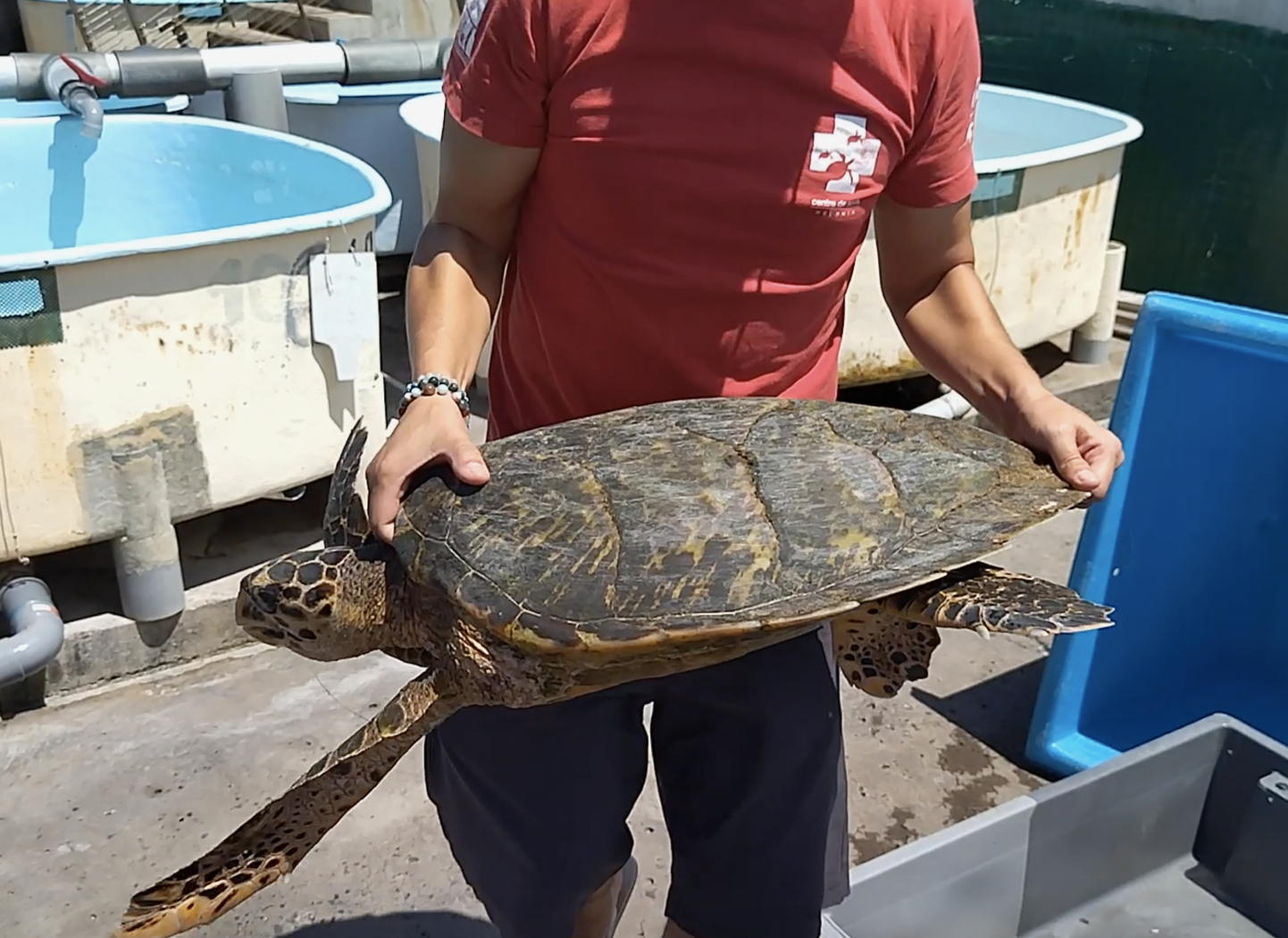 Une nouvelle tortue retrouvée hameçonnée, cette fois-ci elle est encore vivante