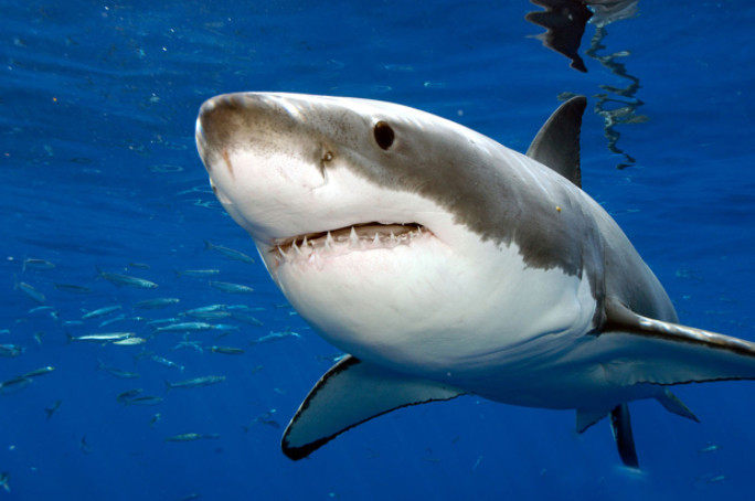 La justice annule l’arrêté de pêche de requins