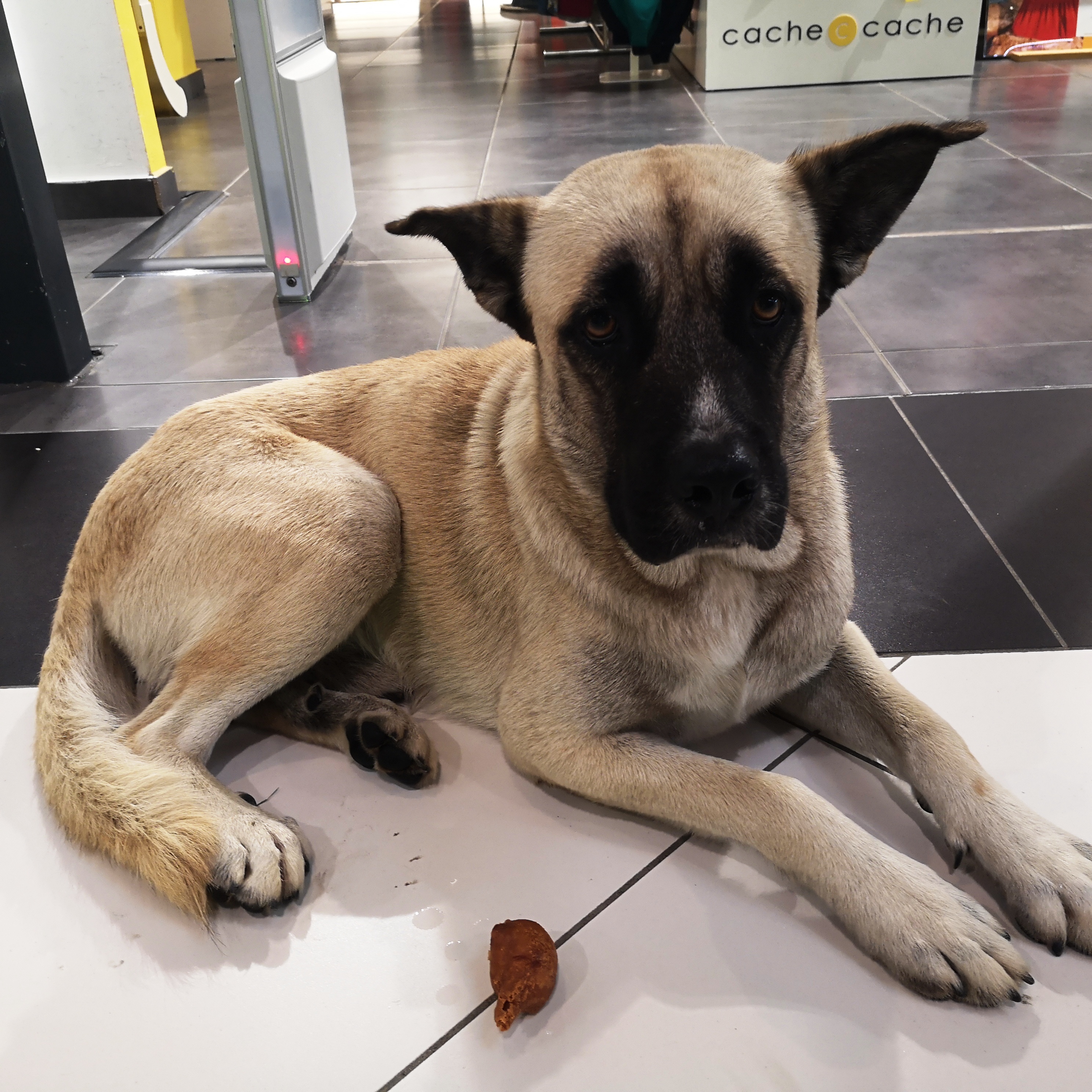 Un chien "laissé" dans la galerie commerciale Carrefour de Saint-Benoît