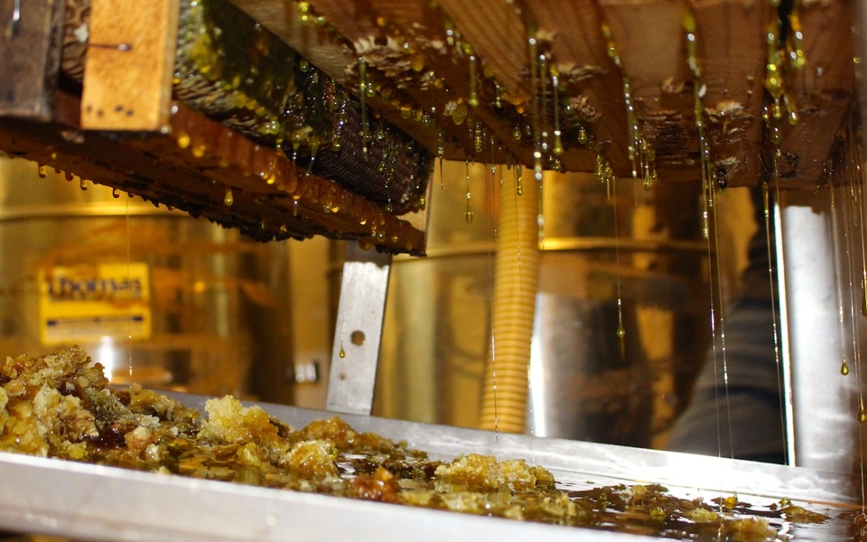Petit coléoptère des ruches : Le GDS Réunion réaffirme son soutien au plan d'éradication 