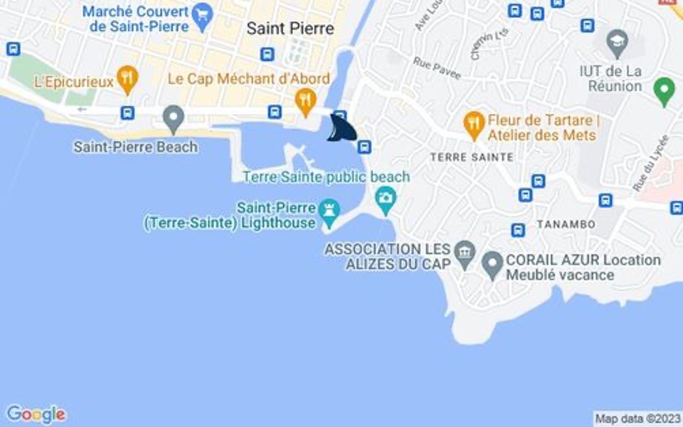 Saint-Pierre : Un requin aperçu proche de la jetée en "action de chasse"