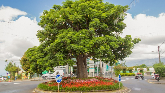 En 2017, le baobab de Trois Mares avait représenté La Réunion