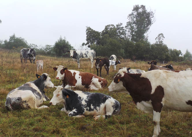 Nez-de-Boeuf : Une vache met en déroute un groupe de randonneurs