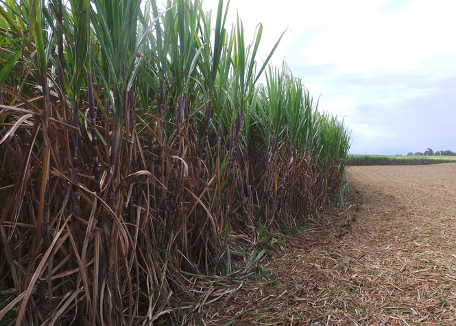 Canne à sucre: Une étude sur les produits phytosanitaires lancée le 19 janvier