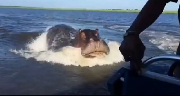 Un hippopotame fonce sur un bateau de touristes