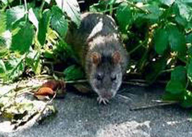 Leptospirose : je lutte contre les rats, je me protège !