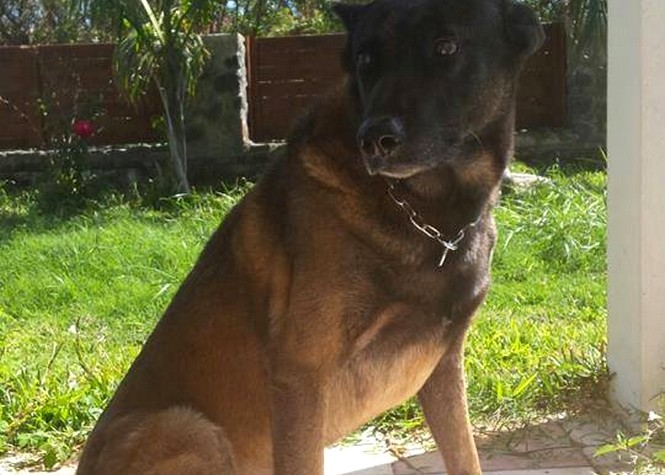 Darck, chien pompier, porté disparu depuis 10 jours