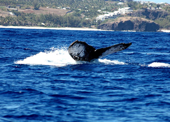 Le "Chemin des baleines" bientôt inscrit au patrimoine de l'UNESCO ?