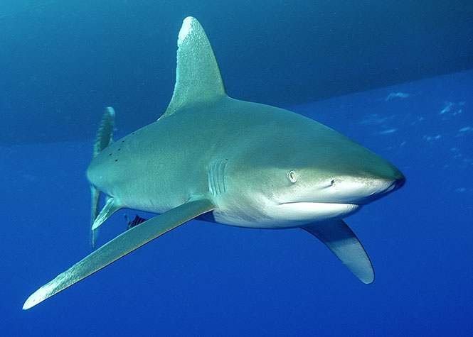 Un requin longimane (ou requin océanique), une espèce très répandue en Mer Rouge