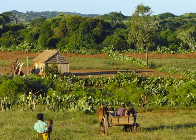 Madagascar : Entre 200.000 et 350.000 personnes touchées par la famine dans le Grand Sud