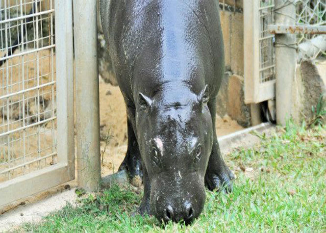Maurice : Le parc animalier Casela accueille son tout premier hippopotame nain