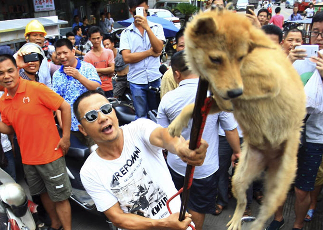 Yulin Festival en Chine: 10.000 chiens torturés et massacrés hier