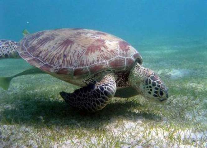 Mayotte : 350 tortues marines mortes sur les plages mahoraises, dont 80% de braconnage