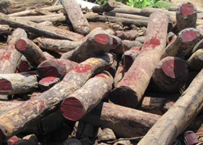 Madagascar : Les députés rejettent la création d'un tribunal spécial contre le trafic de bois de rose