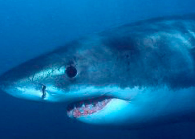 Afrique du Sud : Deux attaques de requin recensées ce week-end dans les eaux du Cap