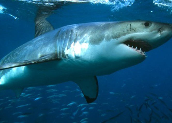 Deux nouvelles attaques de requin recensées aux Etats-Unis et en Australie