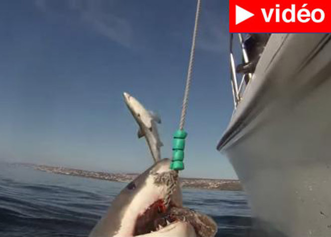 Afrique du Sud : Un squale joue les voltigeurs, alors qu'un grand requin blanc est pris à la ligne