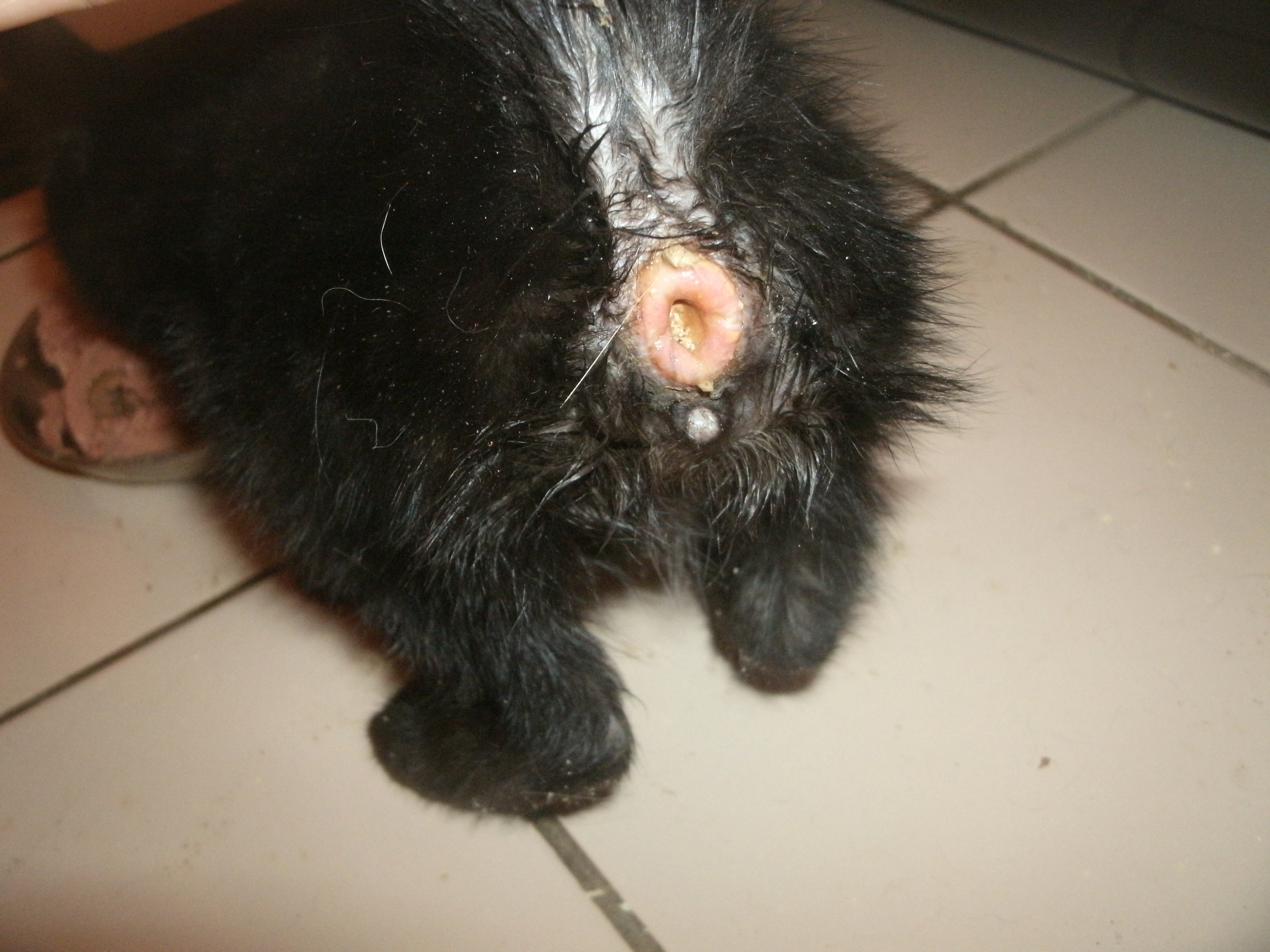 Cruauté animale: Un chat sodomisé et jeté aux WC, un chien brûlé vif