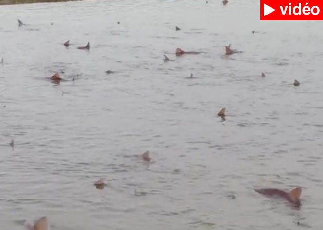 Grande-Bretagne : Des dizaines de requins filmés non loin d'une plage du West Sussex