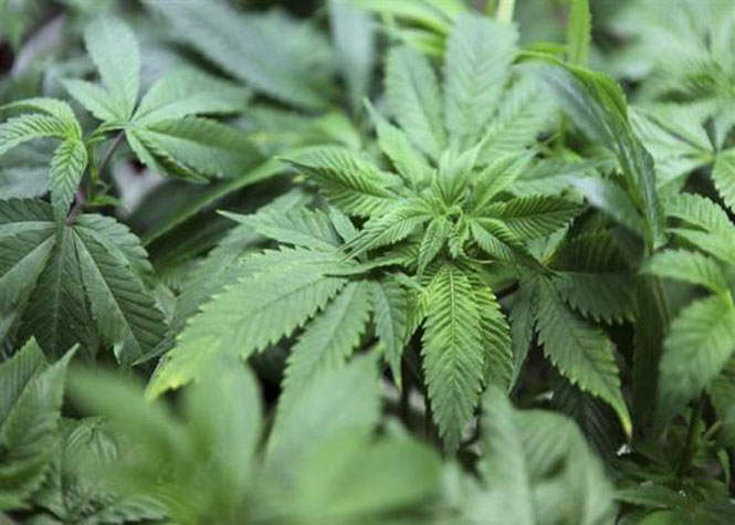 Maurice : Plus de 100.000 plants de cannabis arrachés en 2014