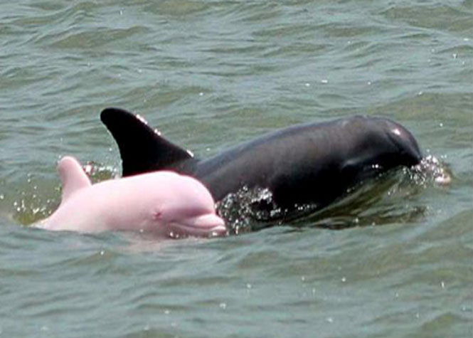 Pinky, le dauphin femelle albinos à nouveau à la une de l’actualité des biologistes marins