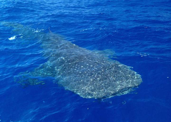 Rencontre avec un requin baleine de 7m au large de Boucan