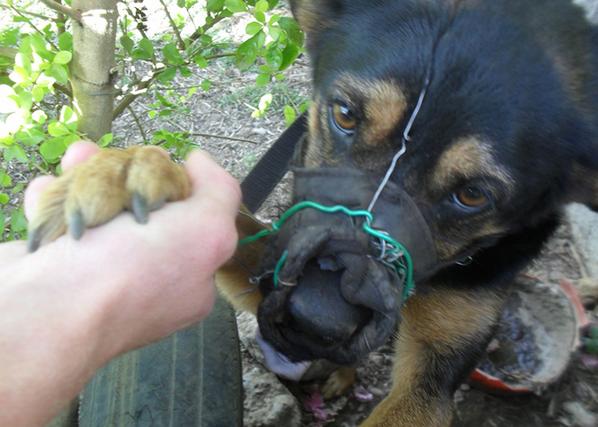 Maltraitance: La SPA sauve un chien avec du fil barbelé autour de la tête