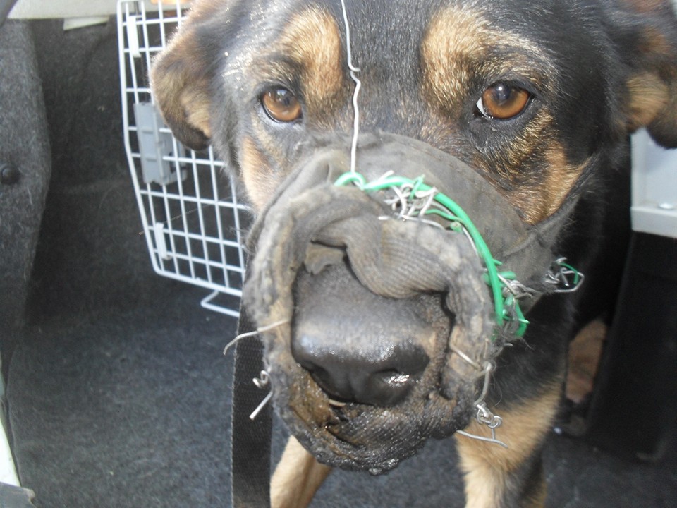 Maltraitance: La SPA sauve un chien avec du fil barbelé autour de la tête