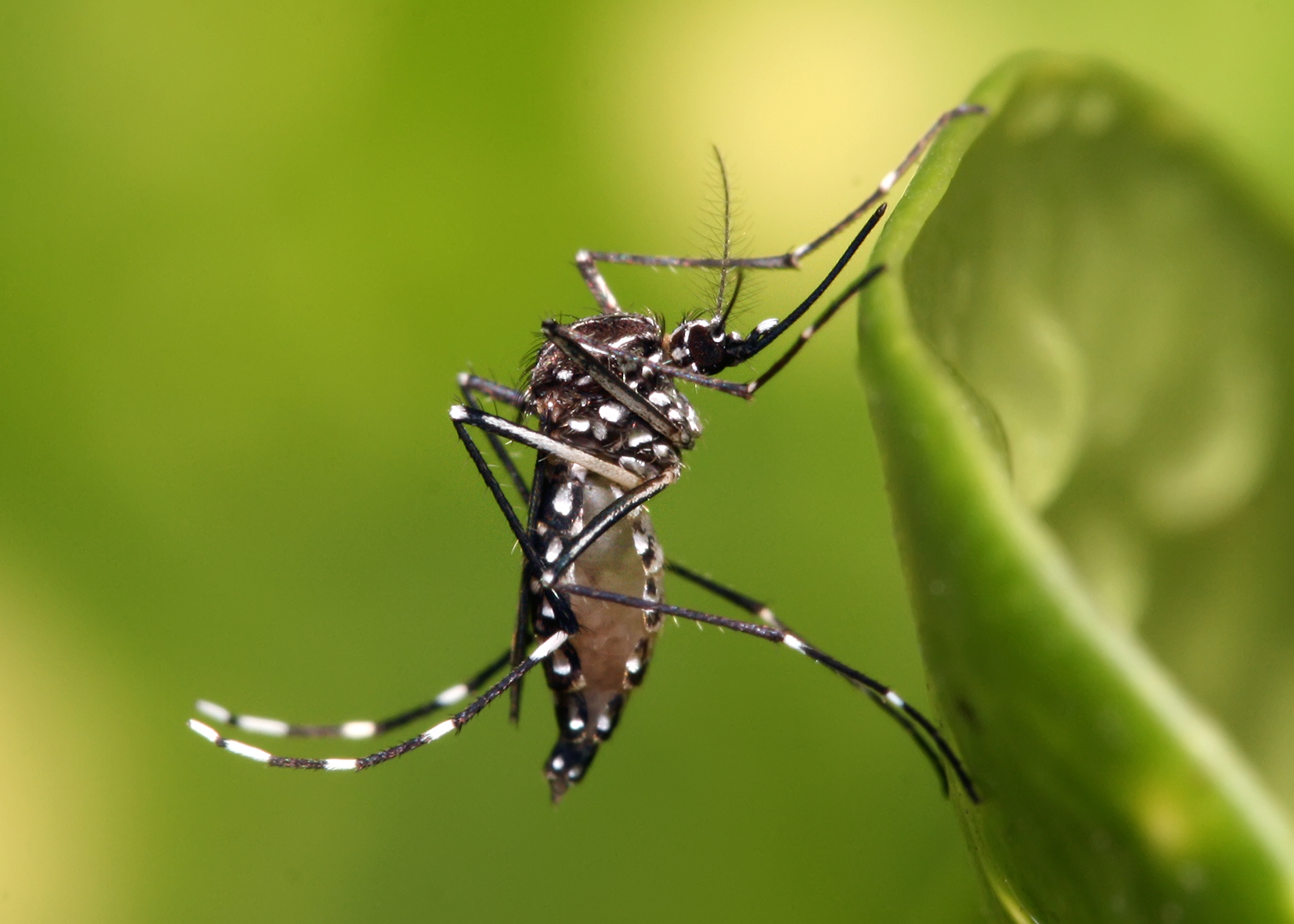 Virus zika : Début d'épidémie aux Antilles