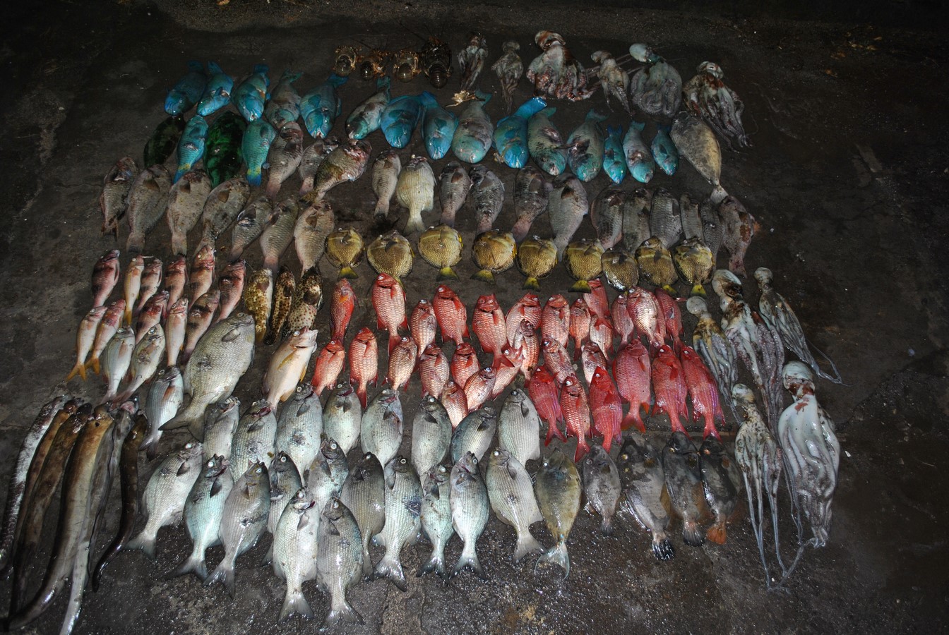 110 kg de poissons, de pieuvres et langoustes braconnés dans la Réserve
