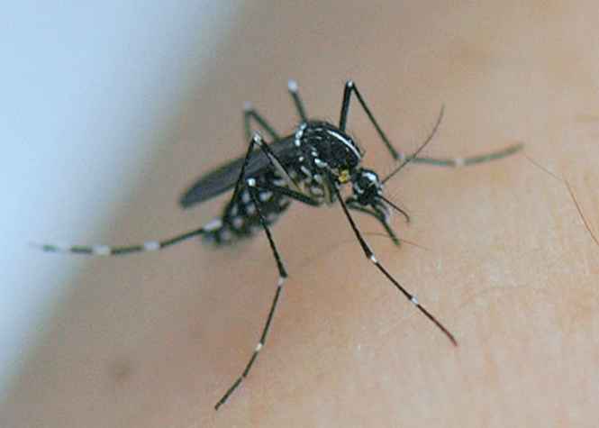 Un cas de Zika importé à La Réunion