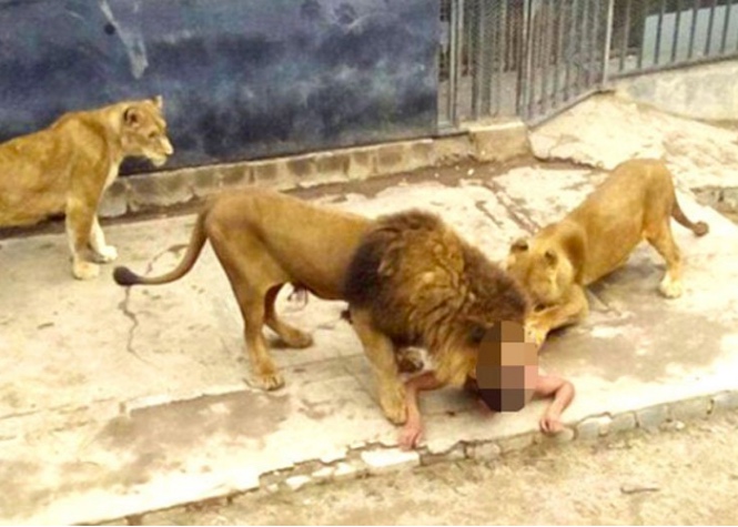 Chili : Tentative de suicide dans une fosse aux lions
