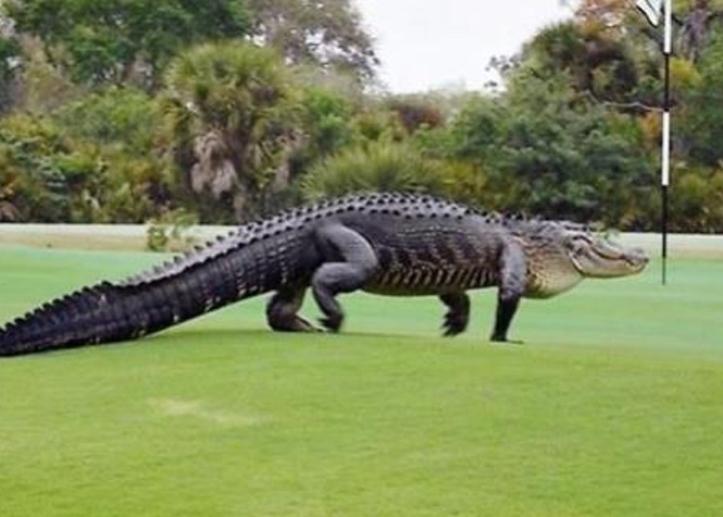 Floride : Un alligator géant s'invite sur un golf