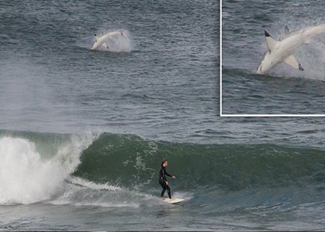 Australie : Un grand requin blanc s'invite pendant une session de surf