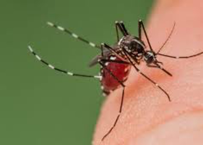 Zika : Des anticorps destructeurs du virus découverts