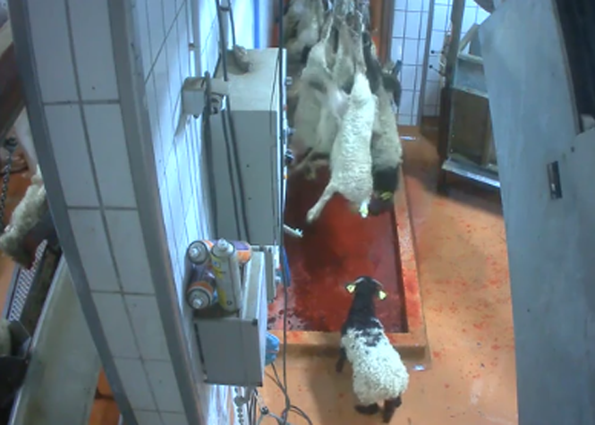 Maltraitance animale: Suspension de 3 abattoirs par le ministère de l'Agriculture